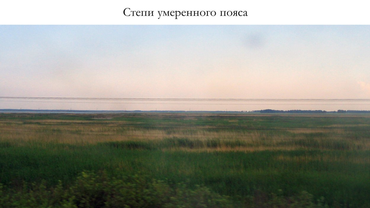 Кулундинская степь