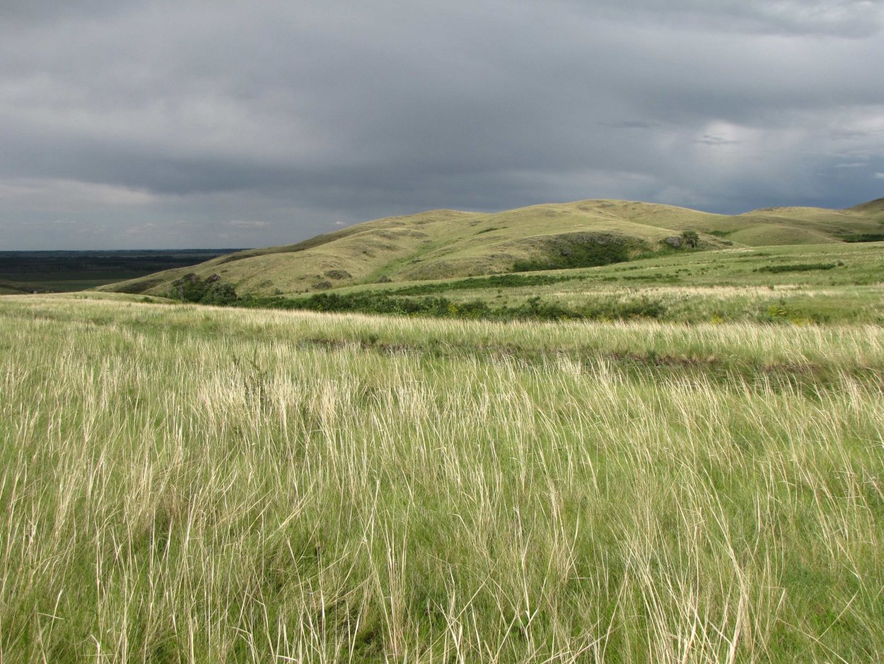 Барабинская лесостепь