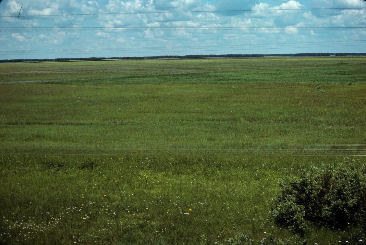 Барабинские степи Новосибирская область