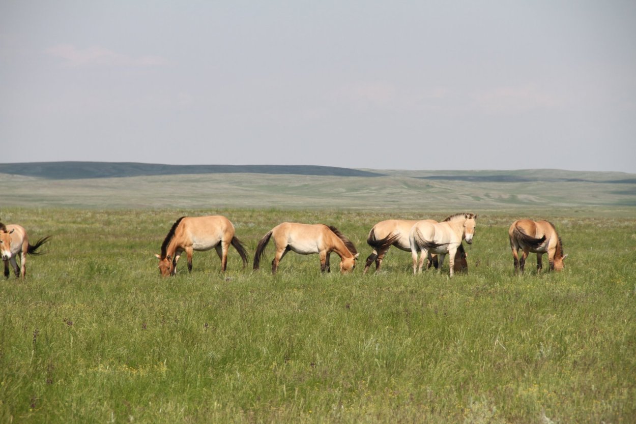 Плоская равнина