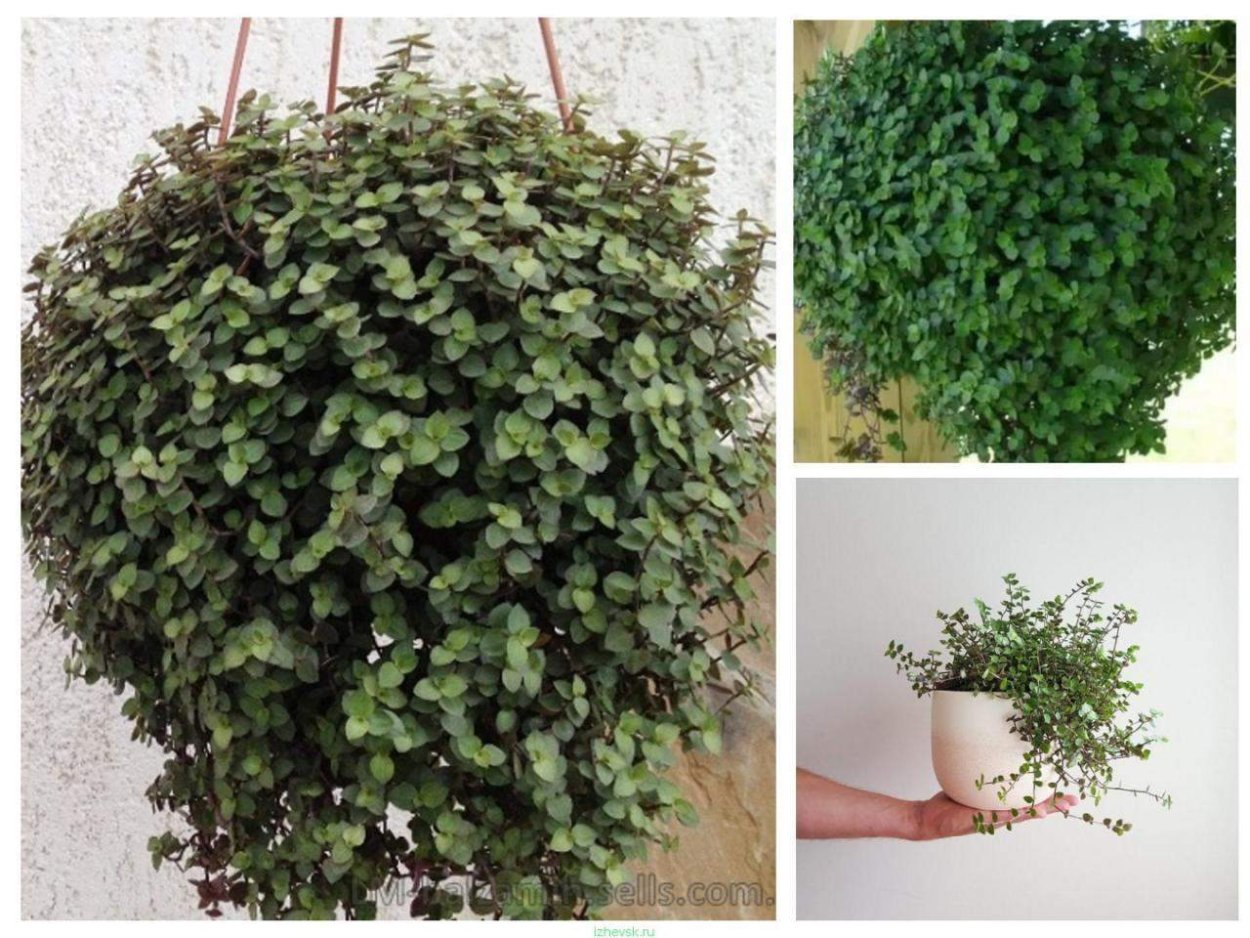 Традесканция зебрина