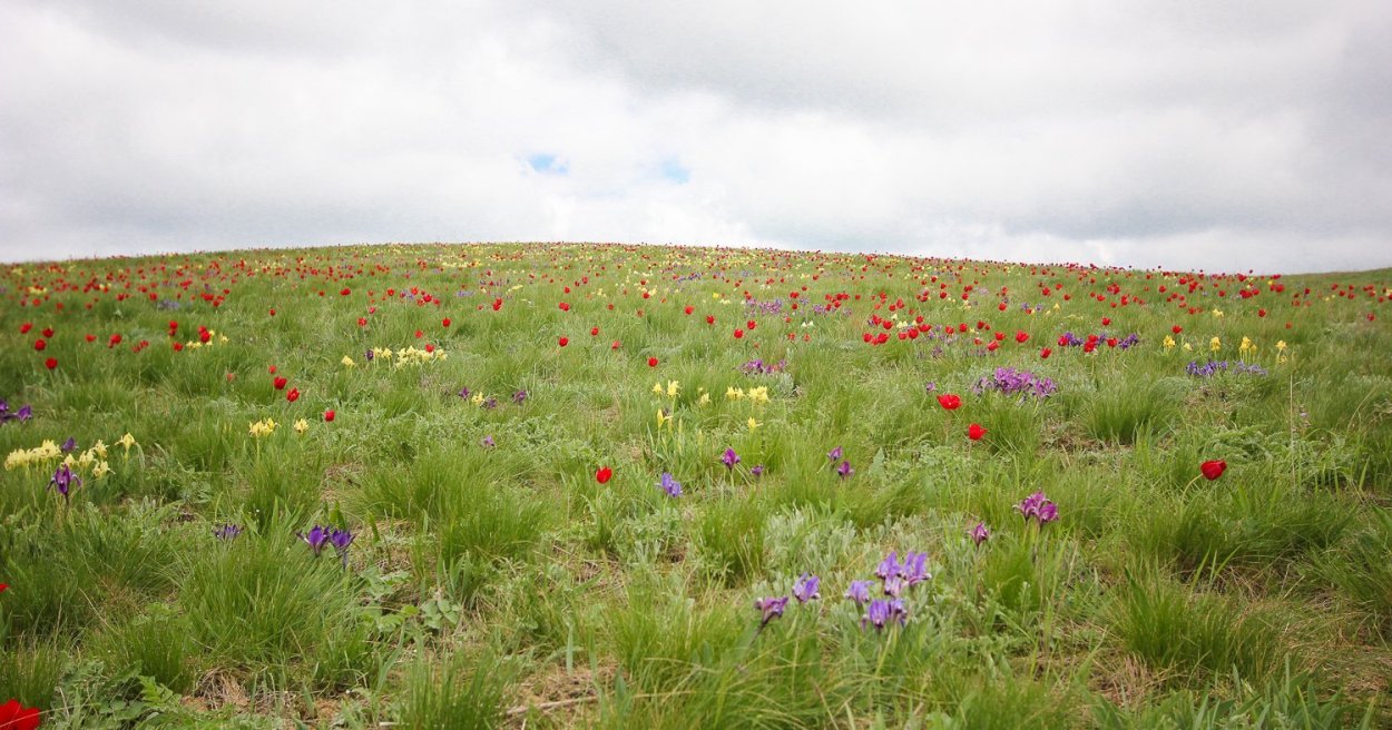 Барабинская лесостепь болота