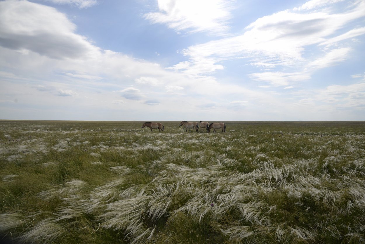 Бескрайние степи Казахстана