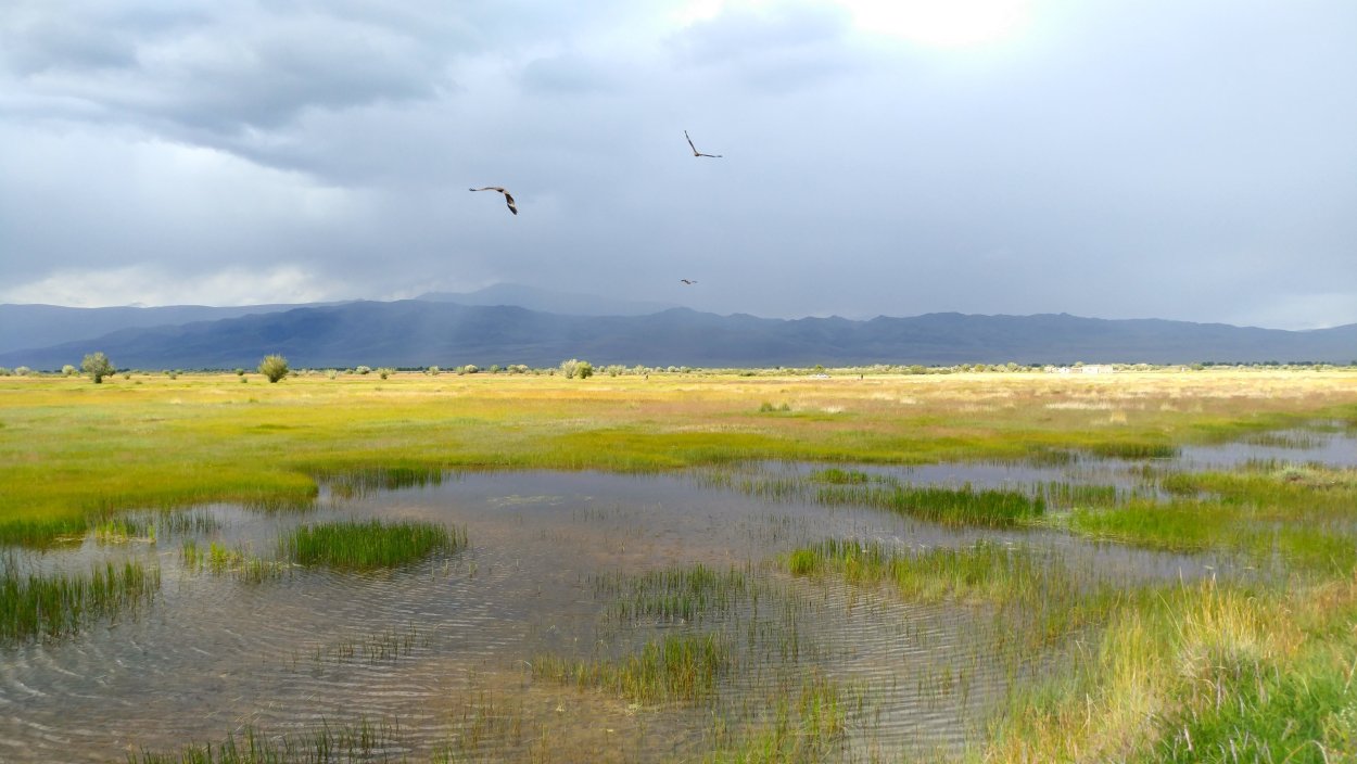 Табун лошадей в Барабинской степи Суриков