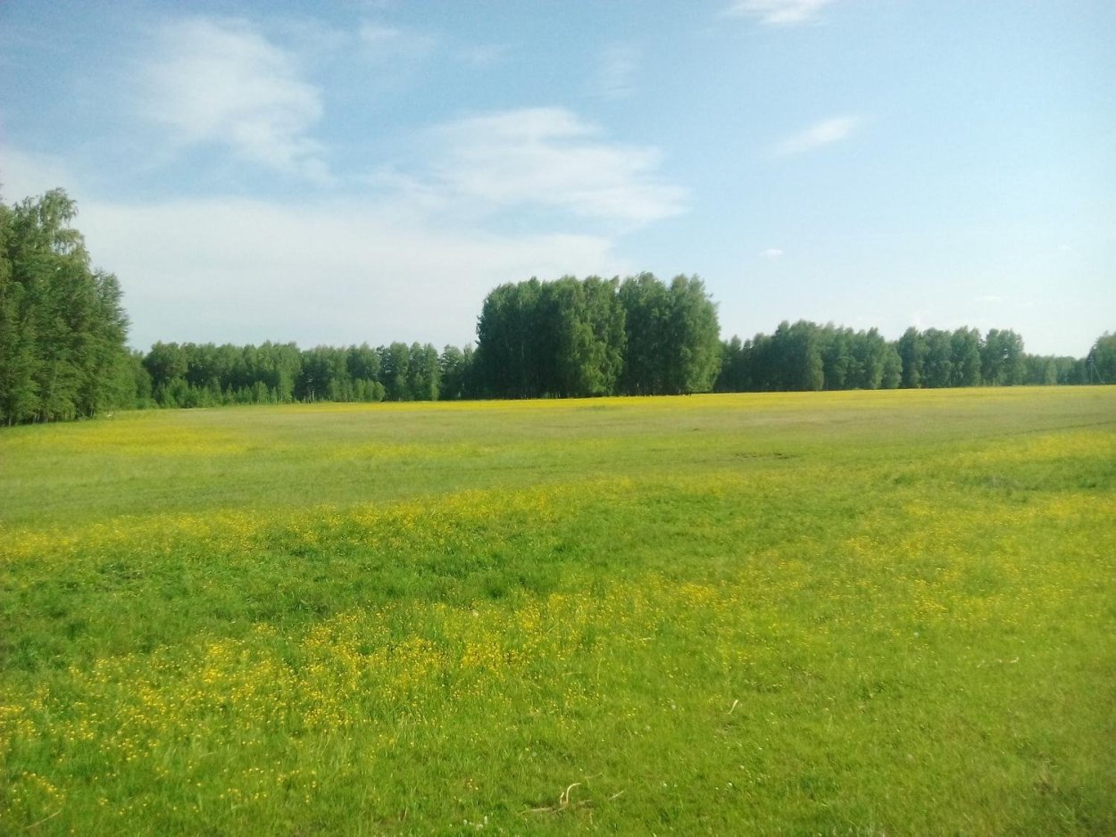 Кулундинская степь Алтайский край