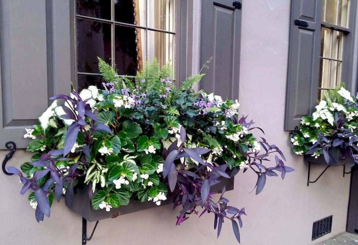 Традесканция фиолетовый плющ