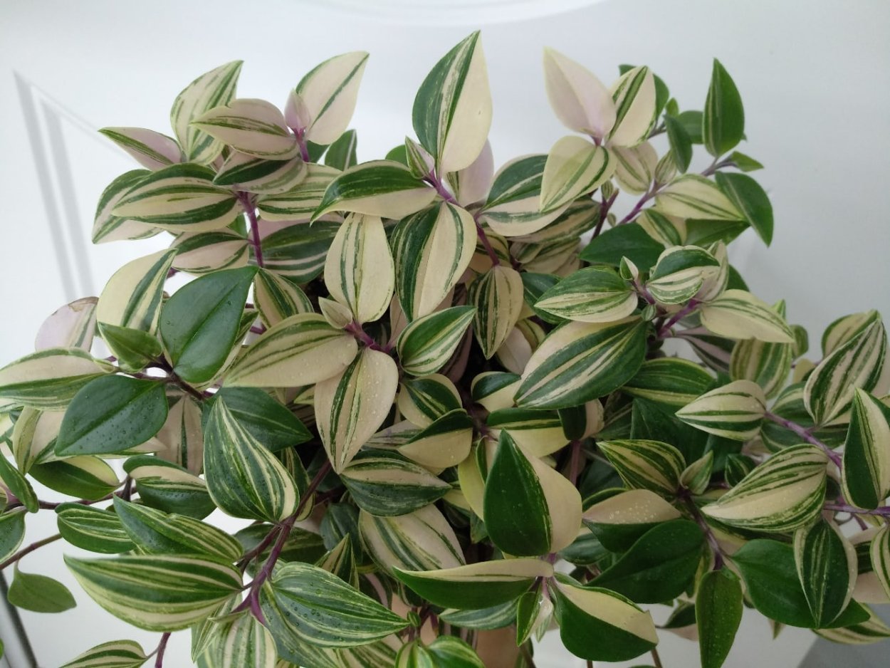 Традесканция Рейнбоу Хилл