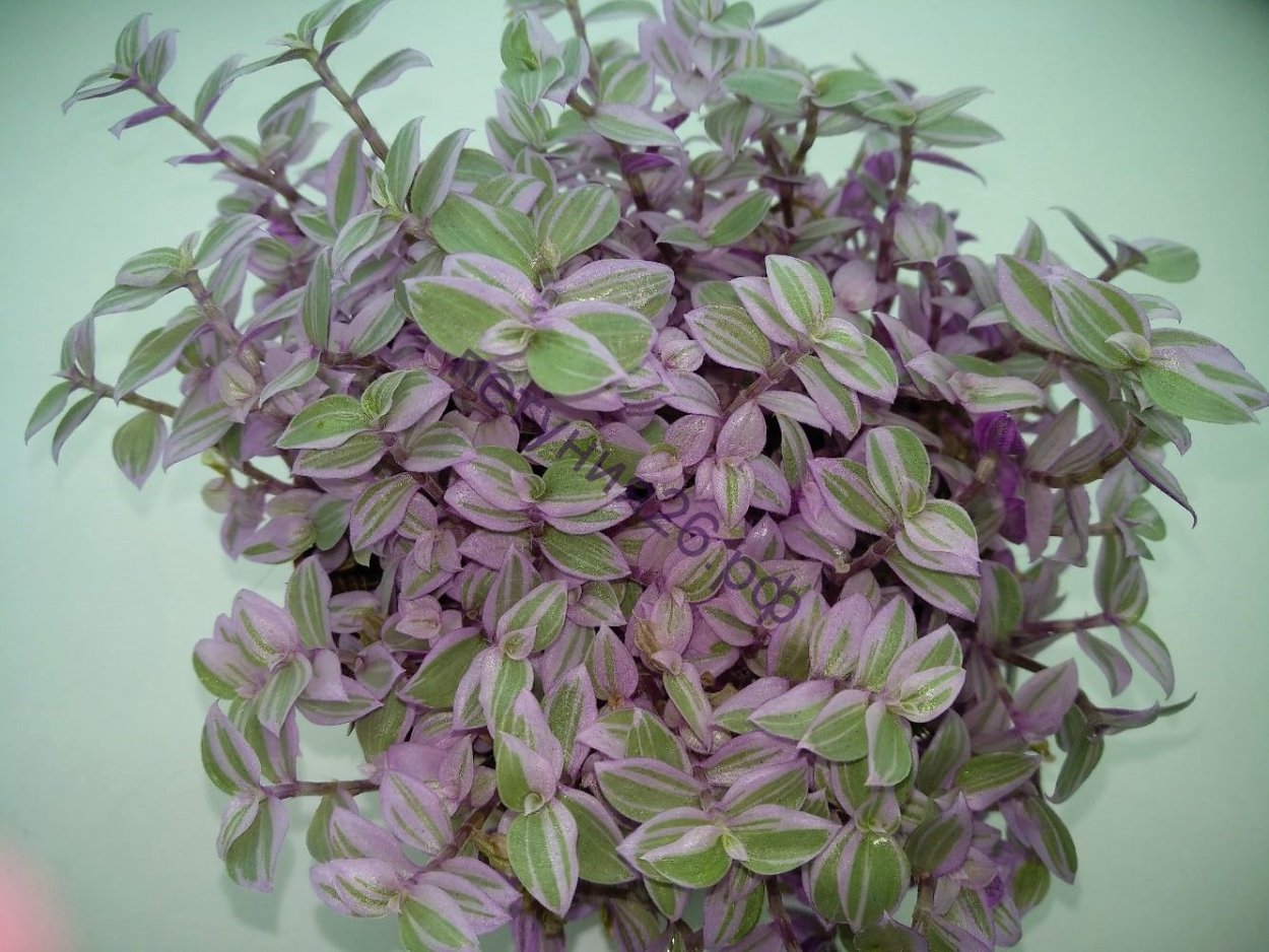 Традесканция комнатная мелколистная