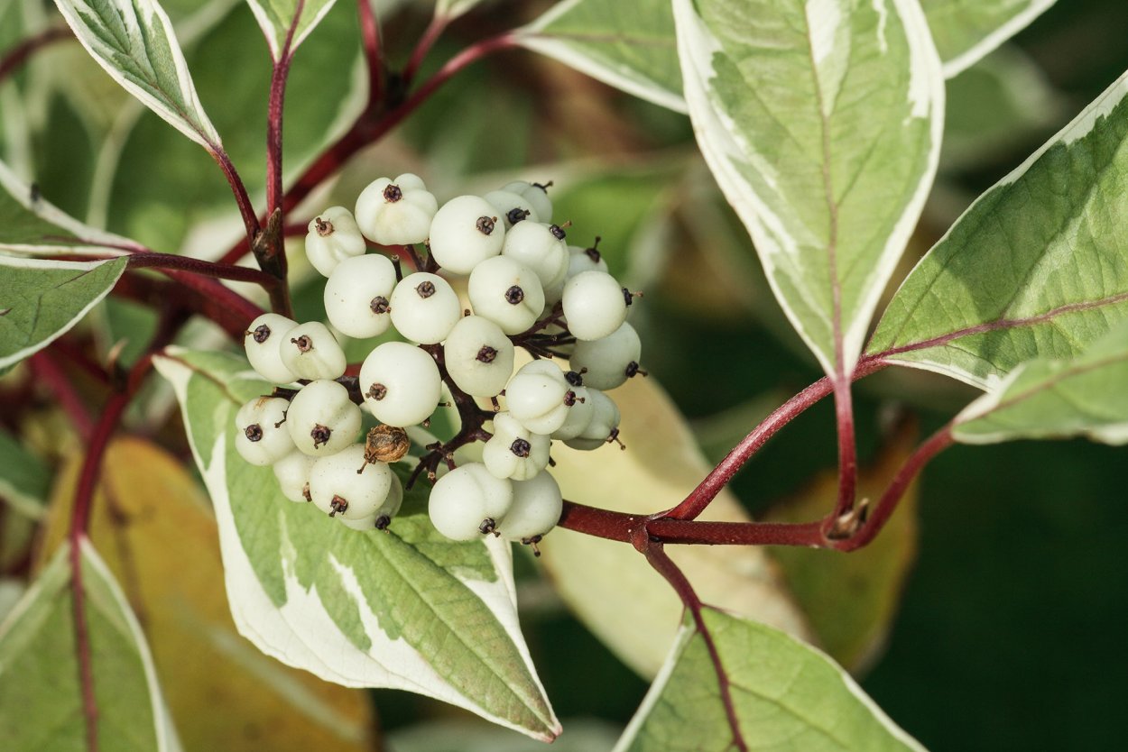 Дерен Свидина