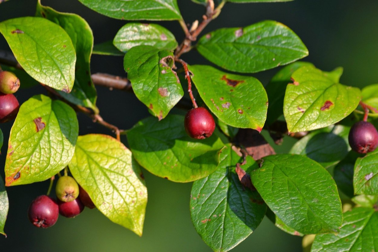 Дерен душистый