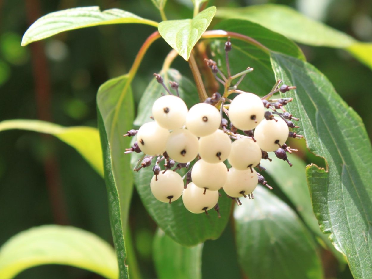 Дерен белый "Siberian Pearls",Сайбериан Перл