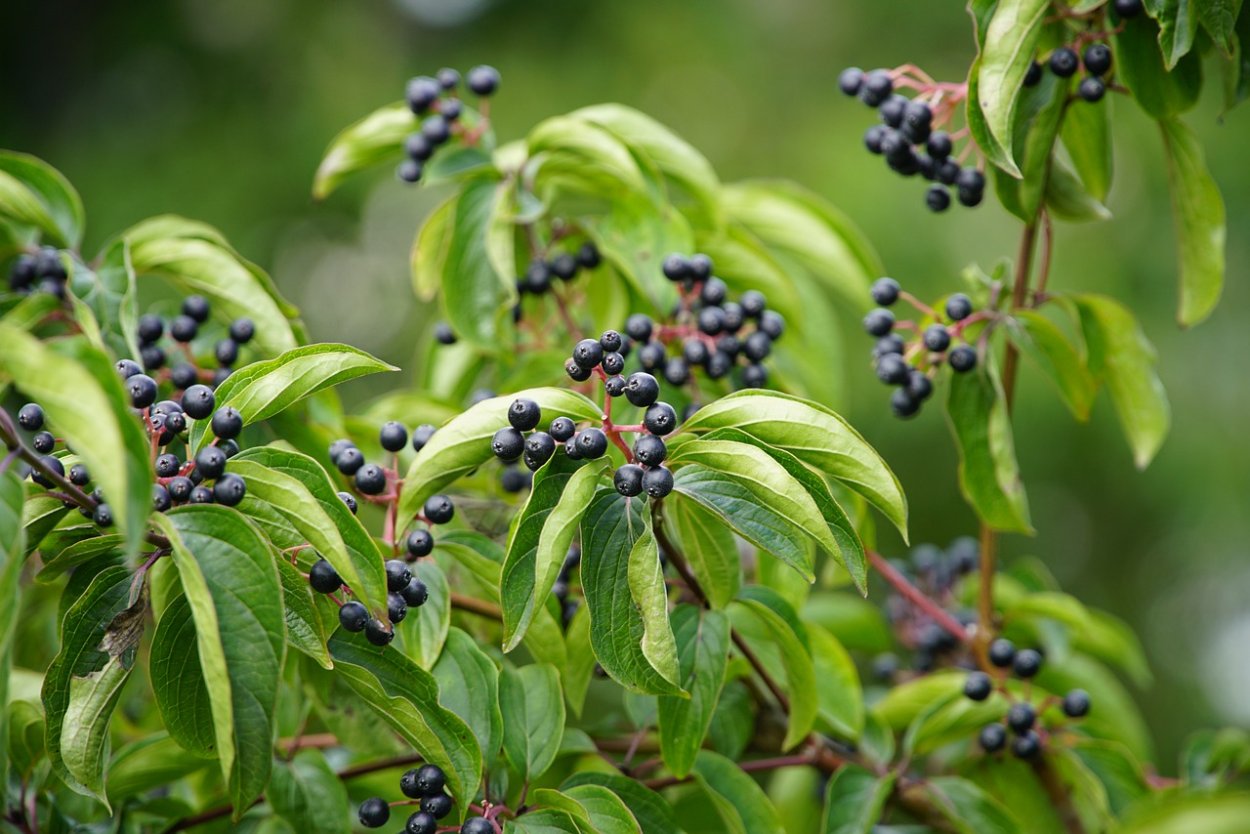 Дерен кизил