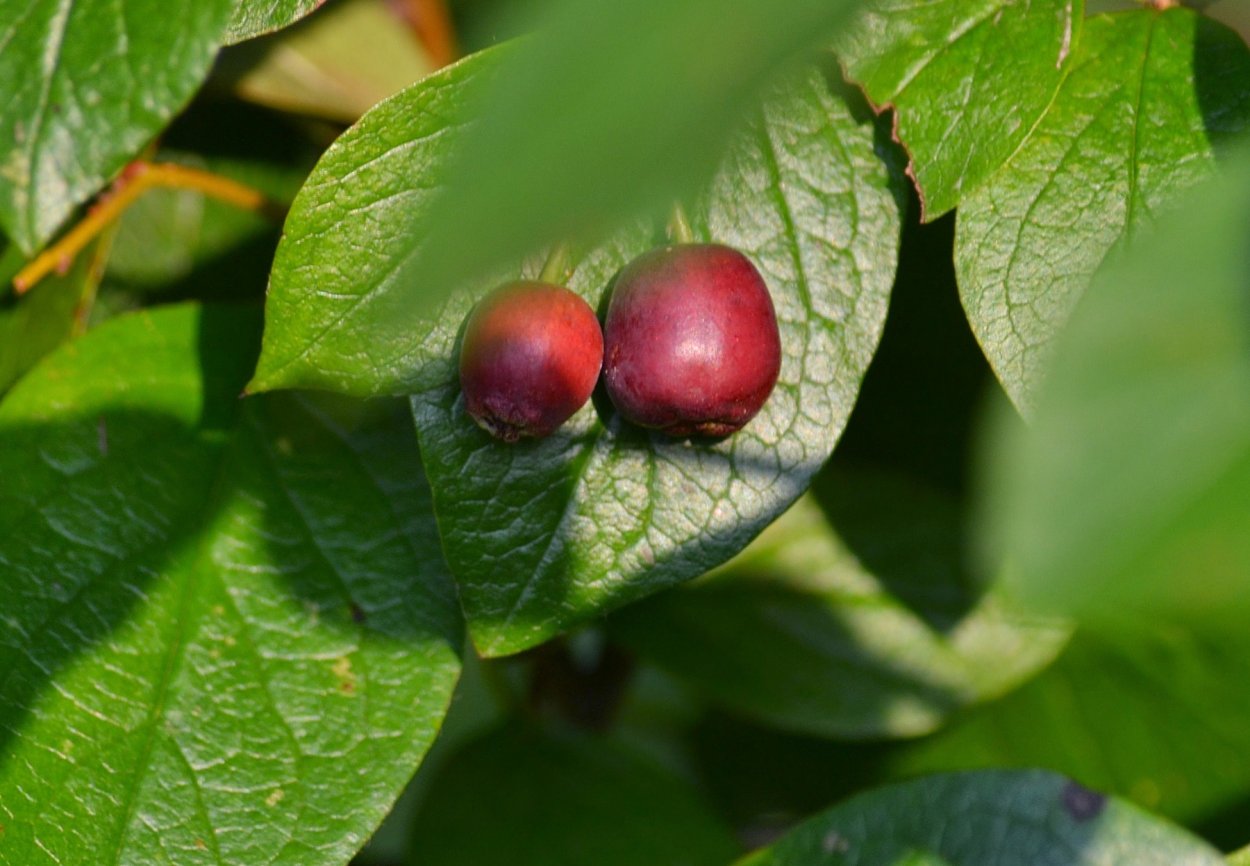 Кизил обыкновенный (Cornus mas)