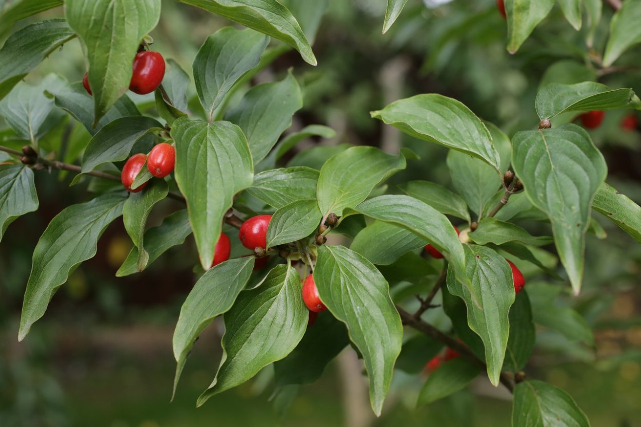 Дерен ягоды