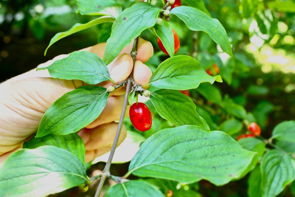 Шведский дерен ягода