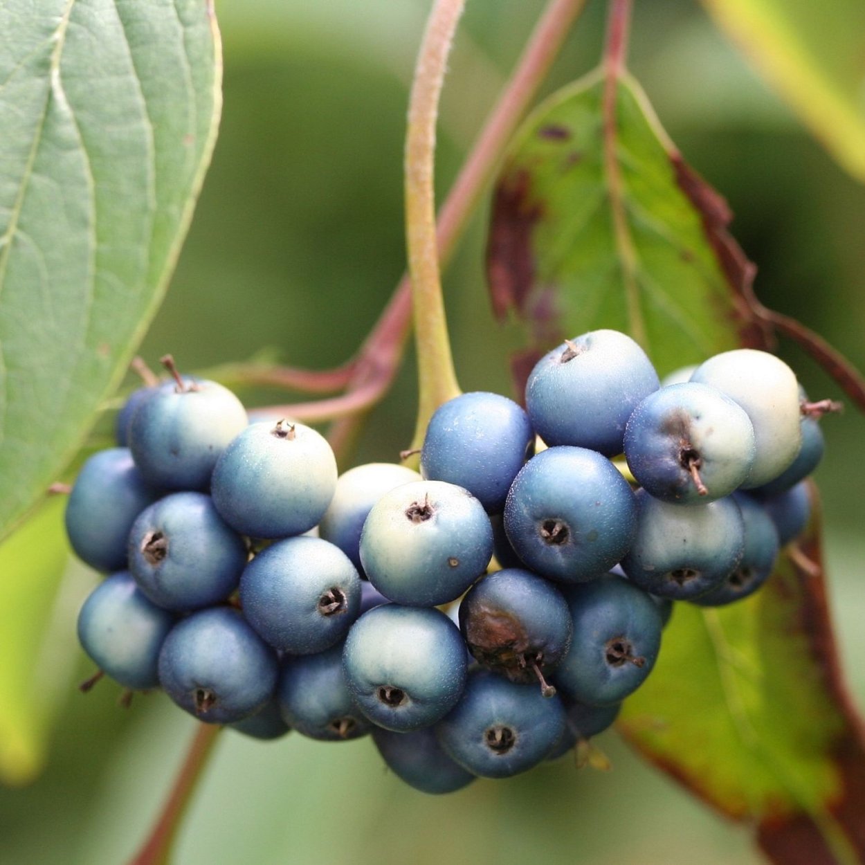 Cornus Amomum дерен душистый