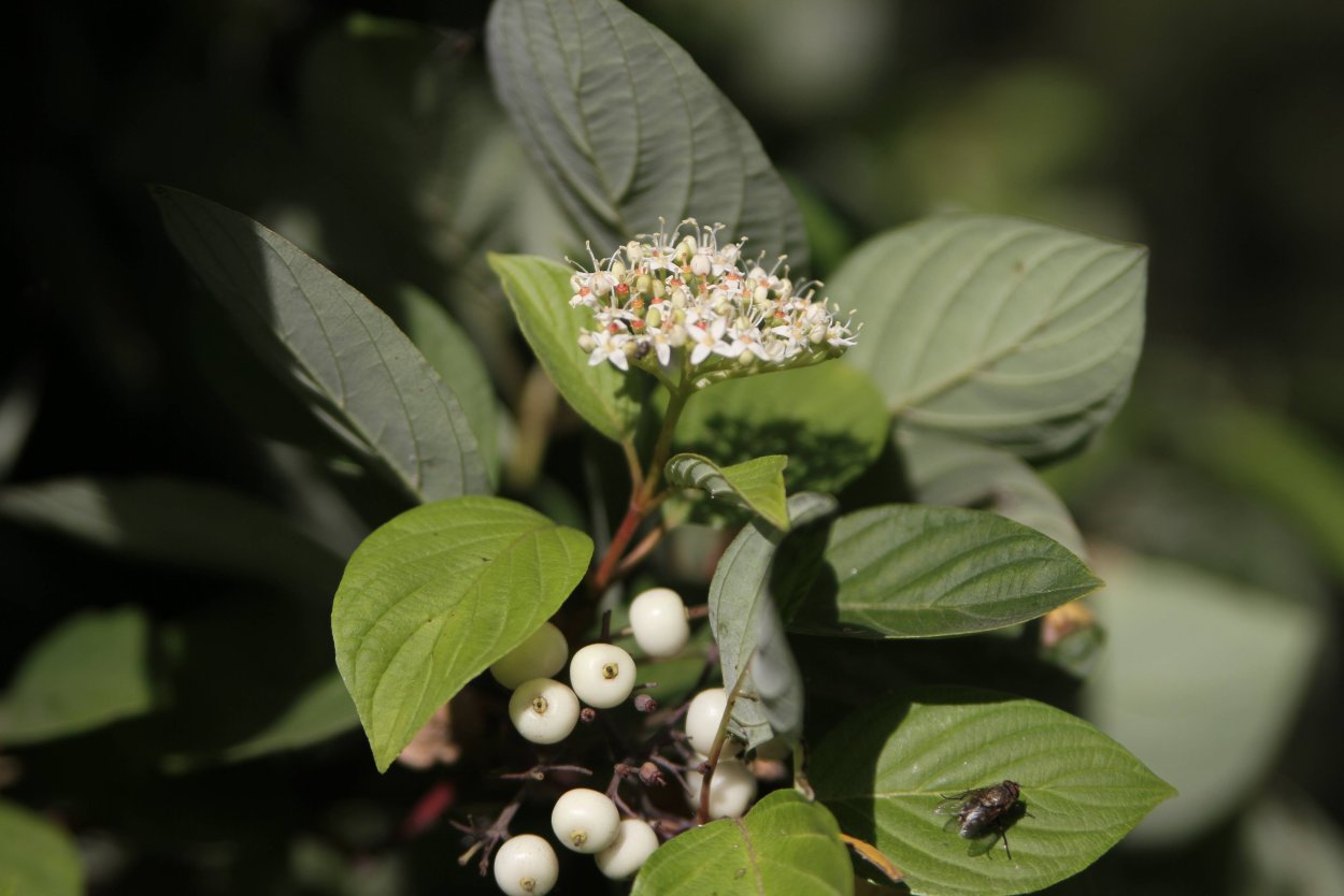 Кизил обыкновенный