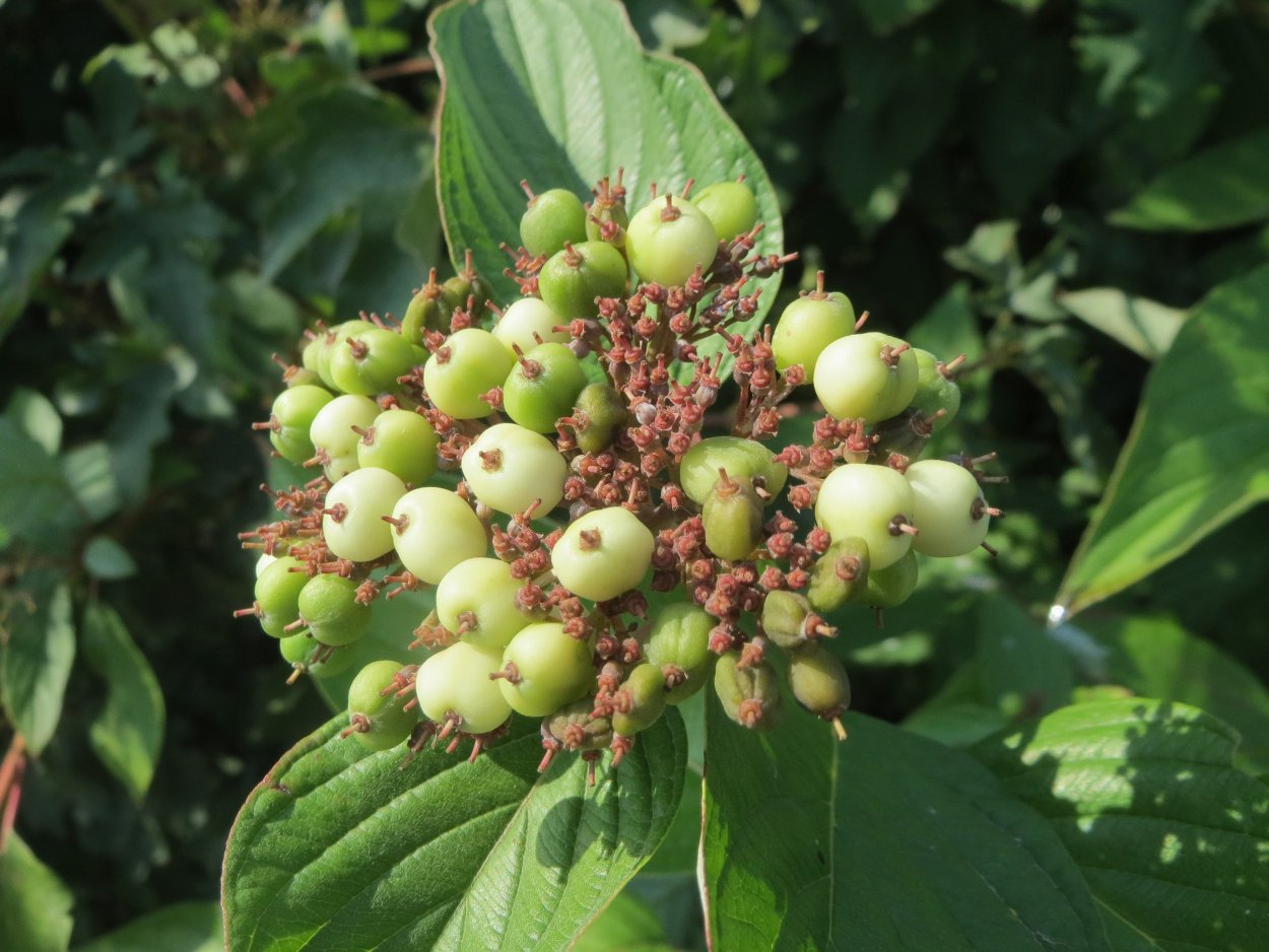 Cornus Kousa ягоды