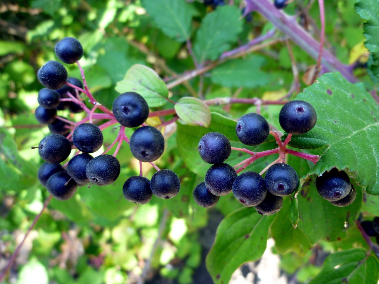 Дерен белый плоды