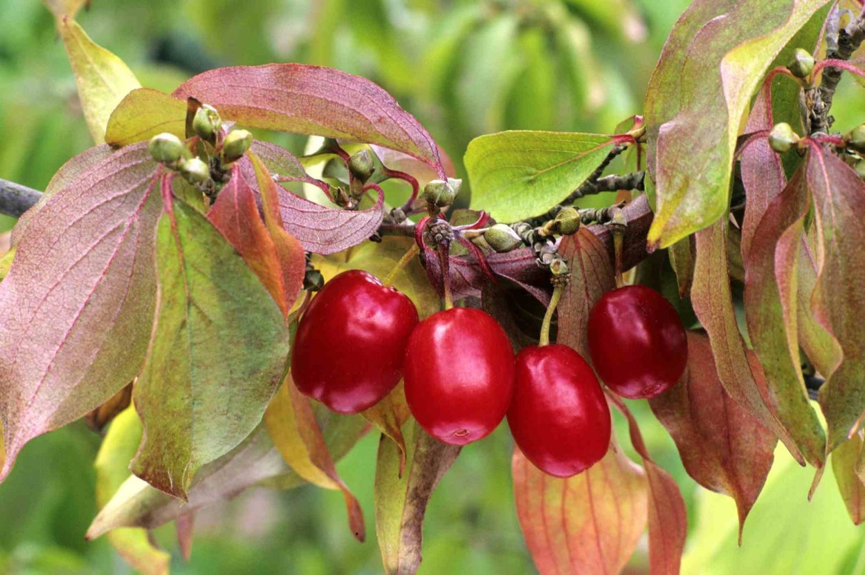 Дёрн кустарник ягоды