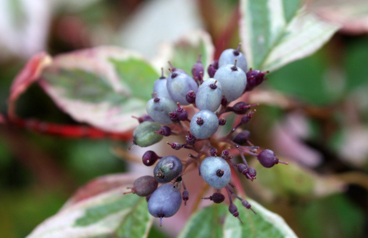 Дерен белый Cornus Alba Argenteomarginata