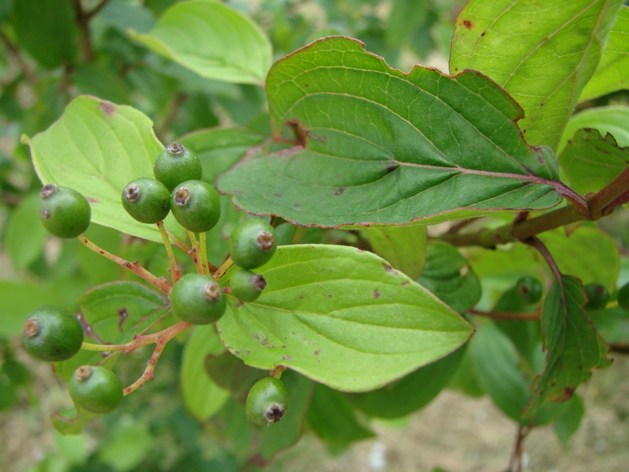 Cornus sanguinea - кизил