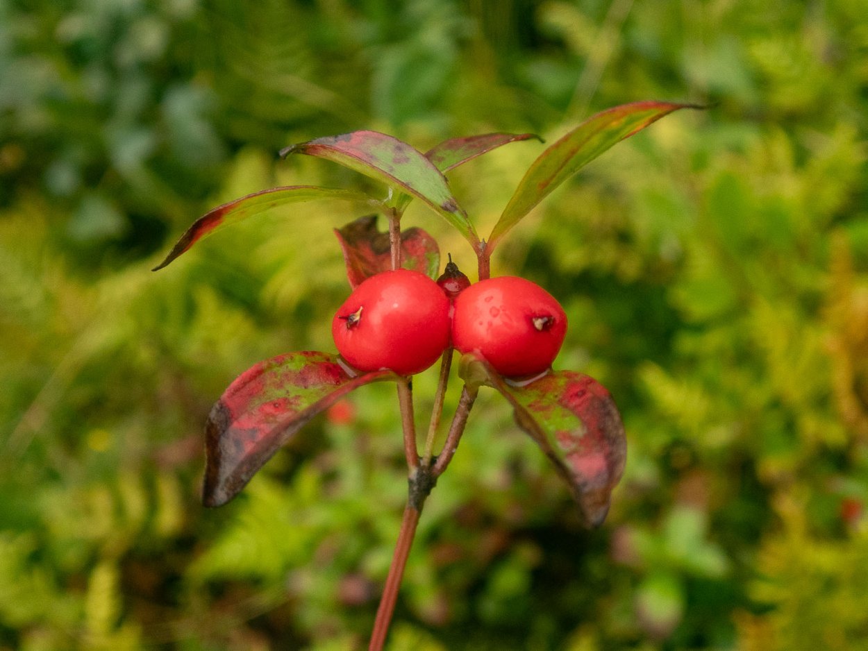 Дерен кизил
