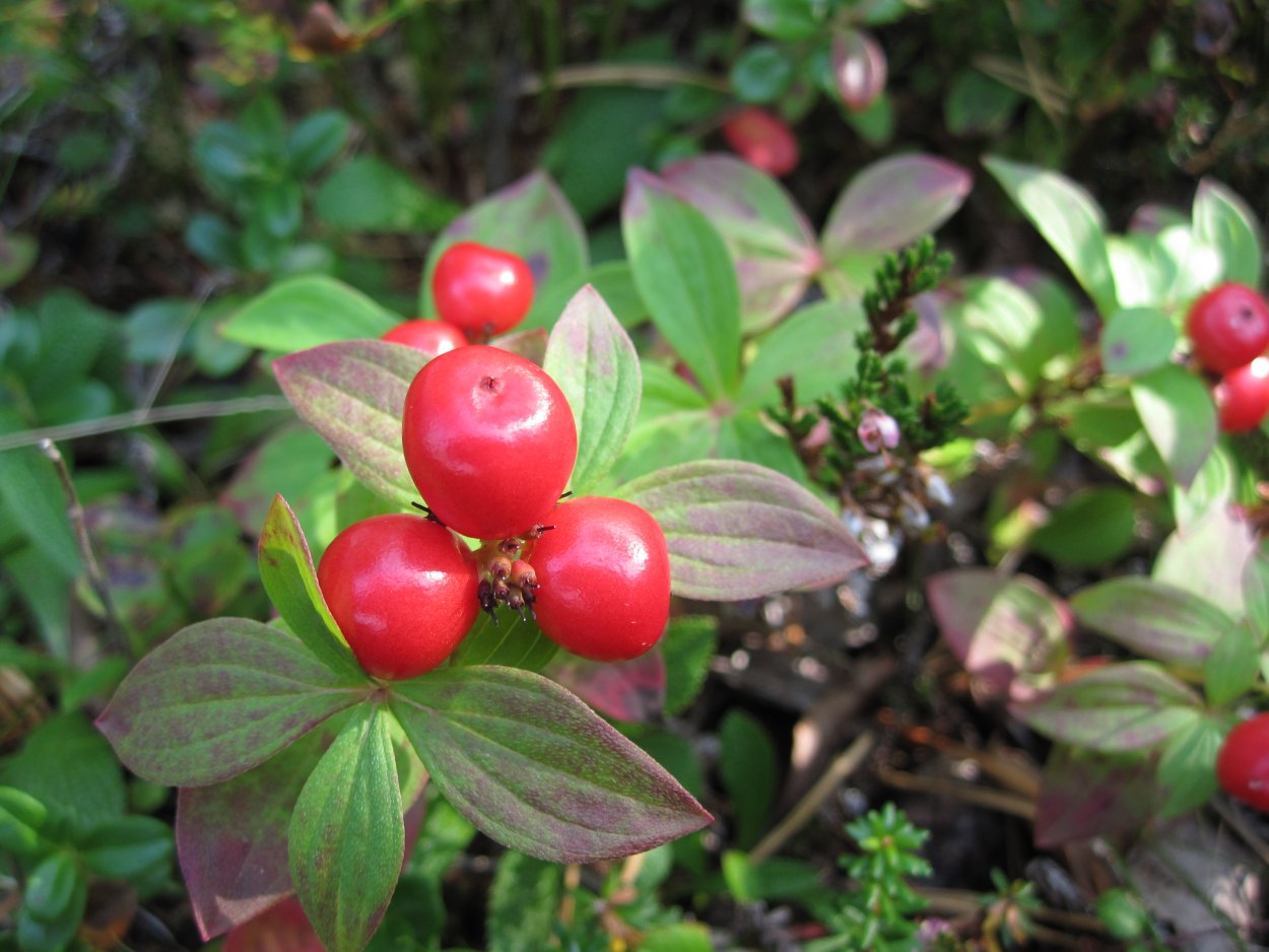 Cornus suecica дерен шведский