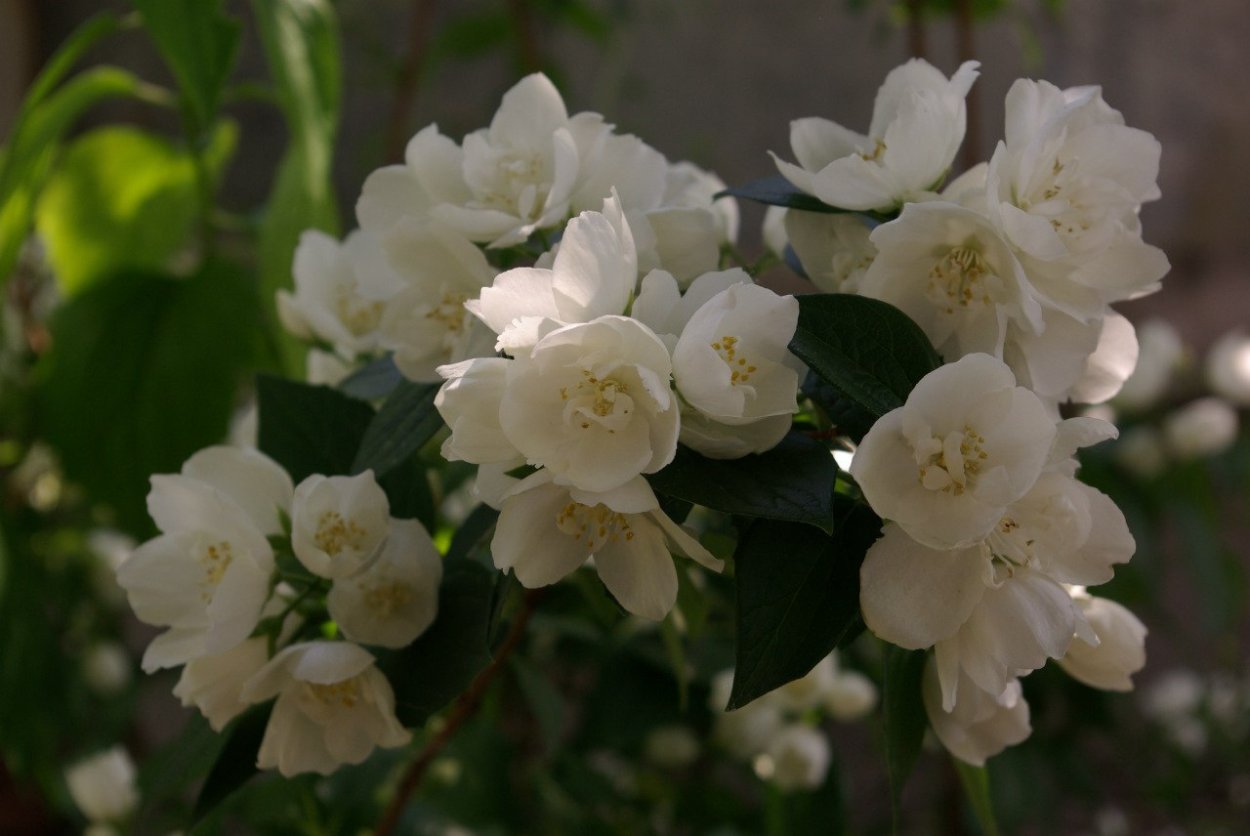 Чубушник "Karolinka"