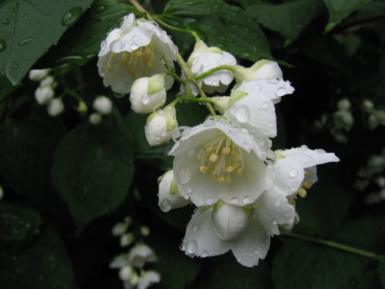 Philadelphus pubescens