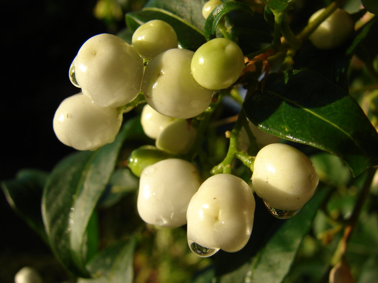 Плоды чубушник венечный плоды