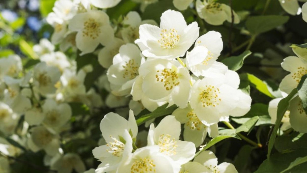 Чубушник Вирджинал