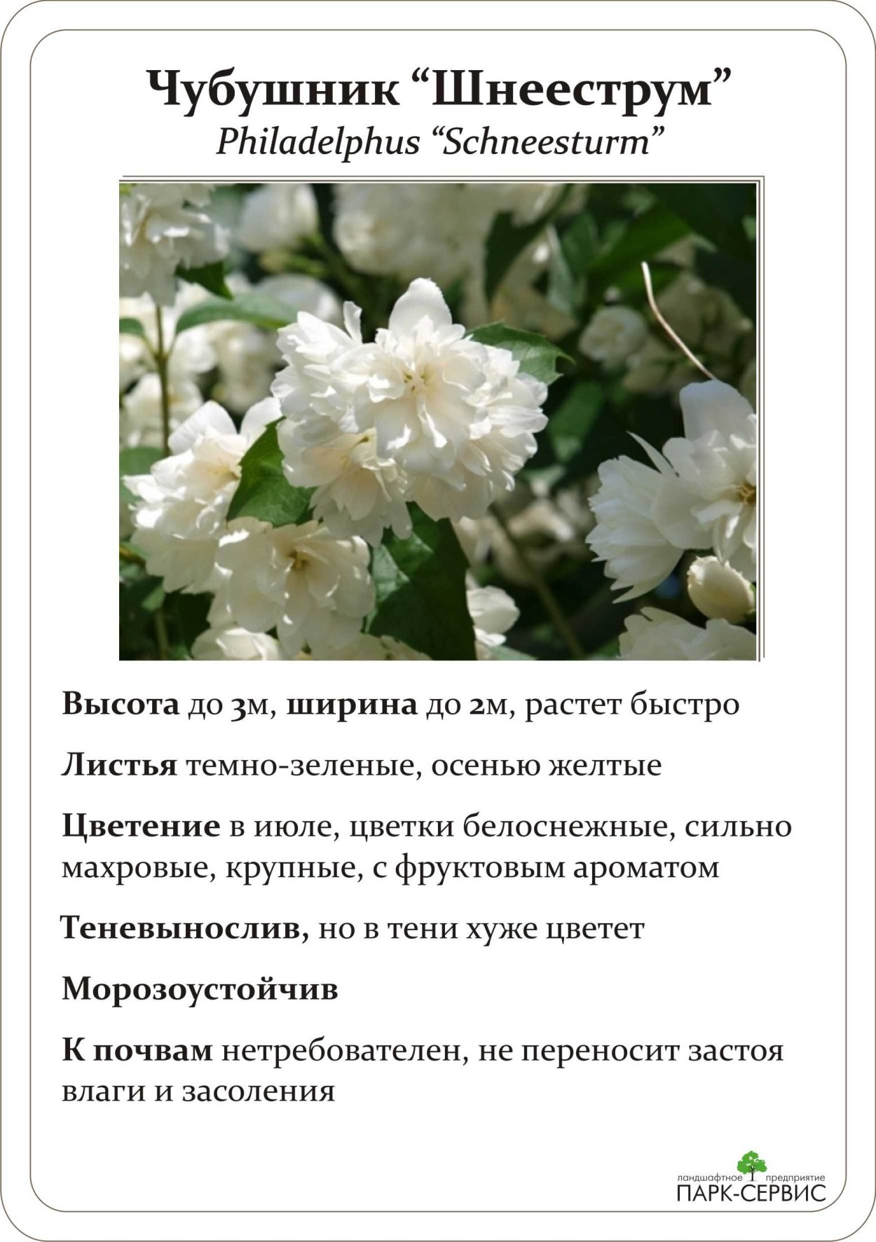 Чубушник Ботаническая иллюстрация