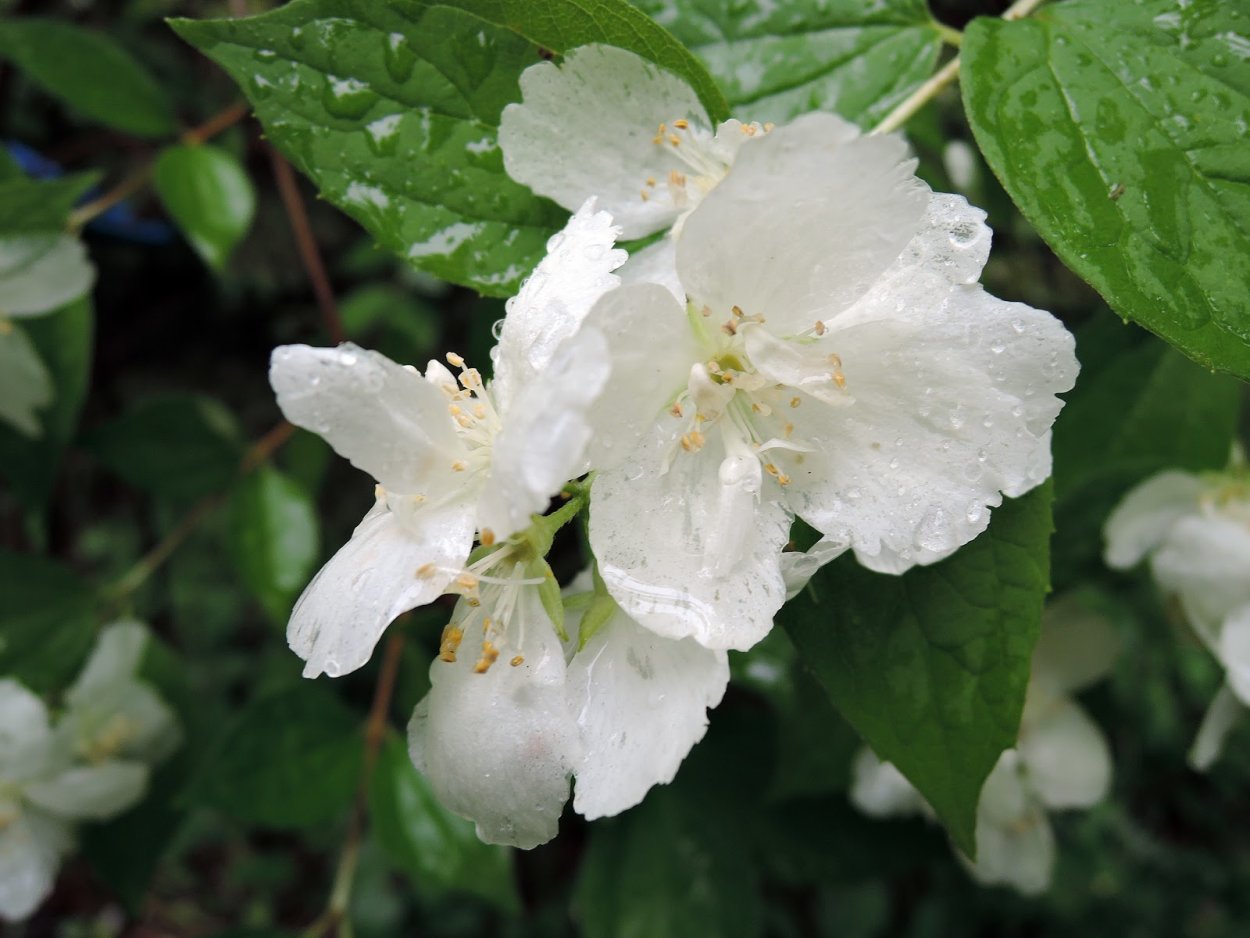 Чубушник Шренка