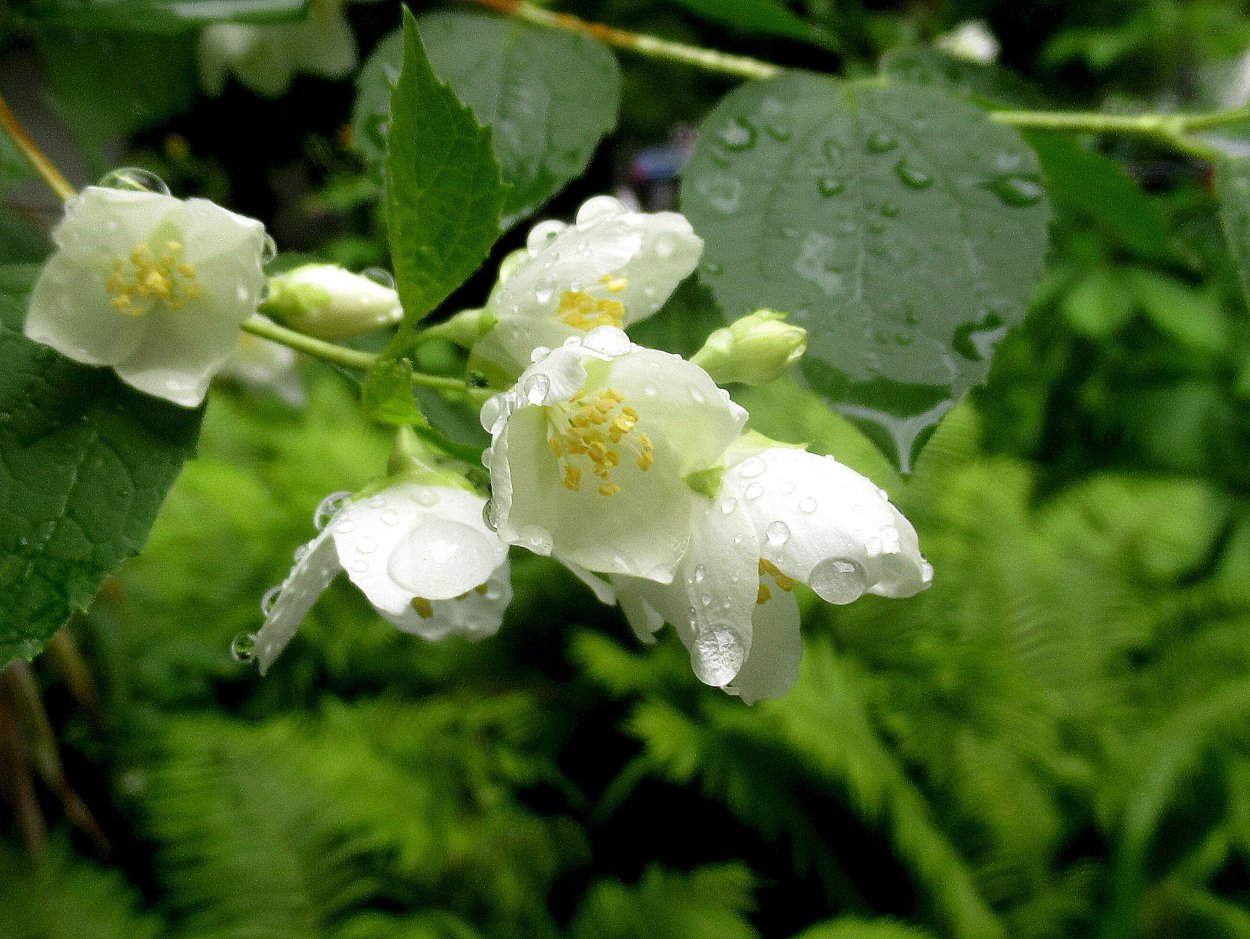 Жасмин (чубушник) венечный