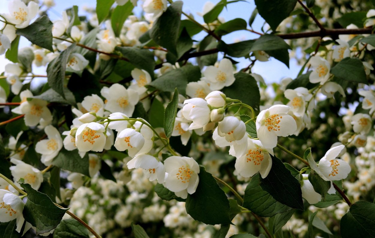 Снежноягодник и Жасмин