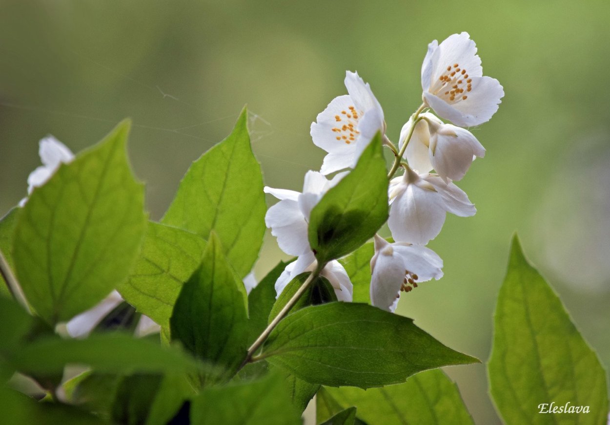 Жасмин кустарниковый ягоды