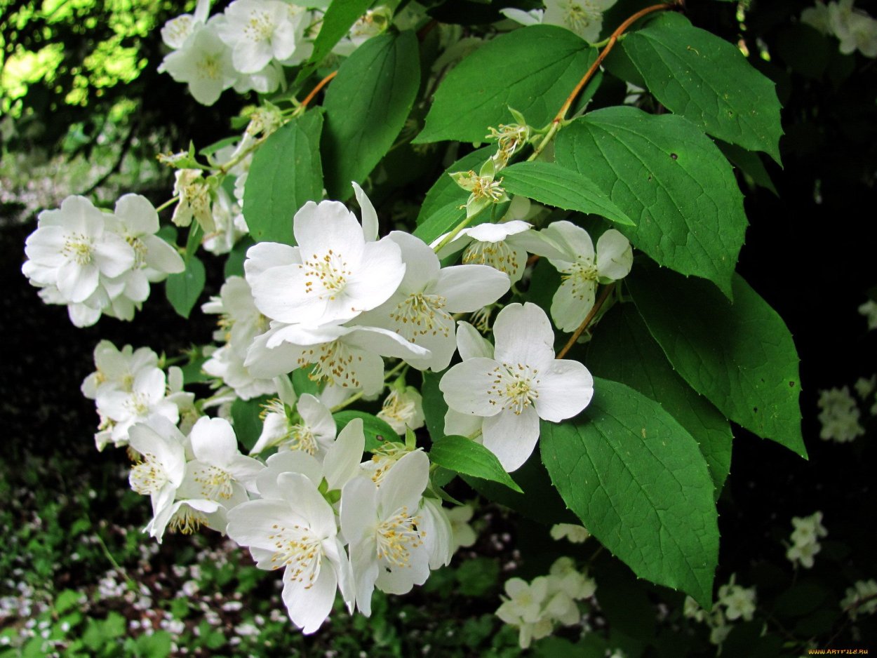 Цветок жасмина Jasminum