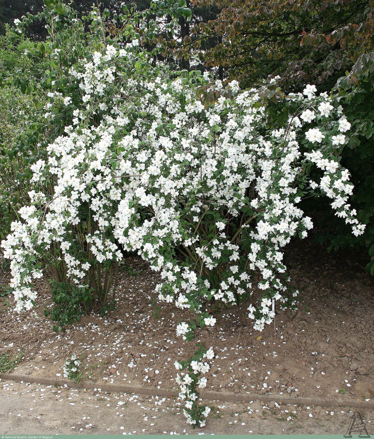 Жасмин цветы