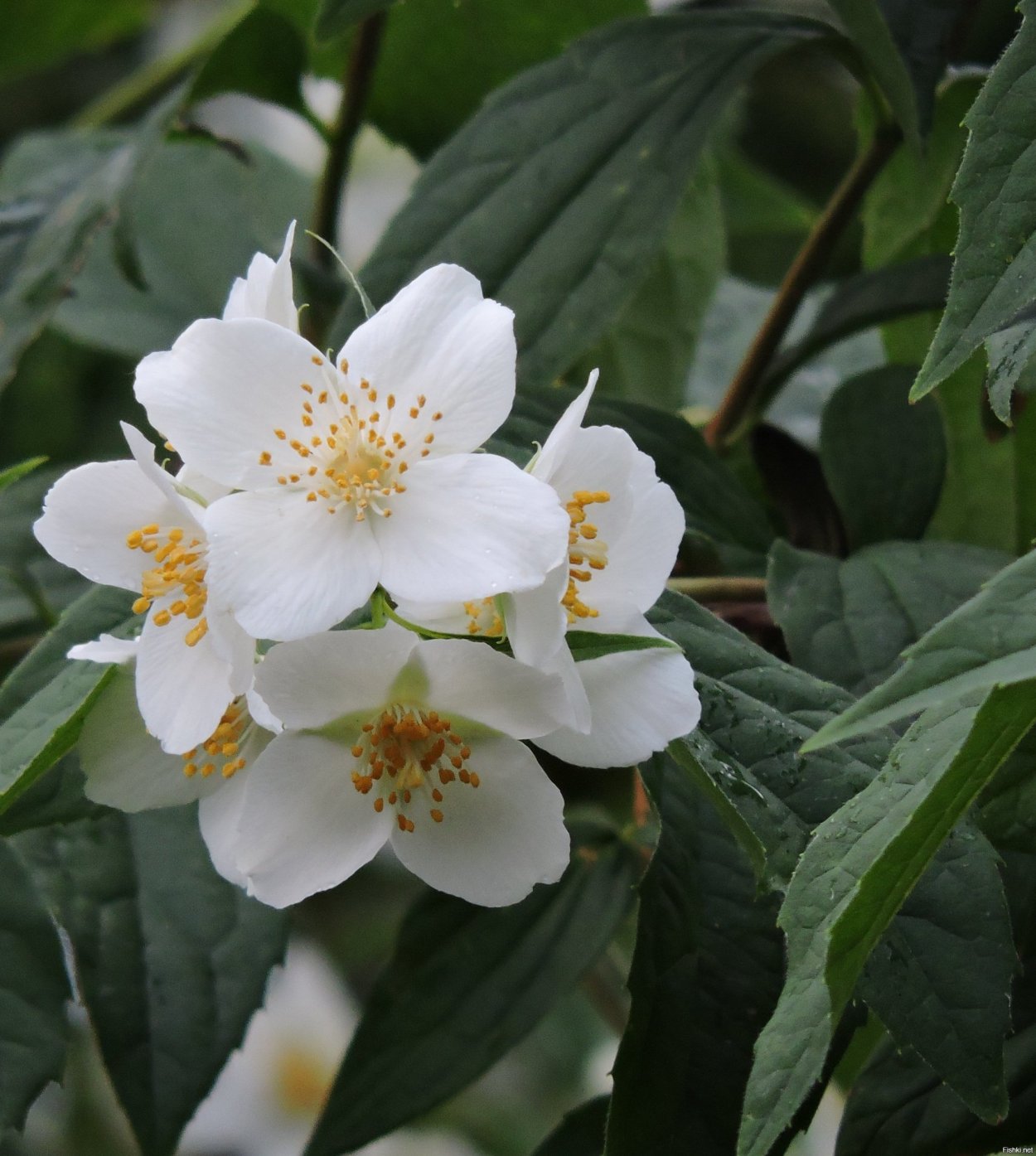 Жасмин чубушник плод