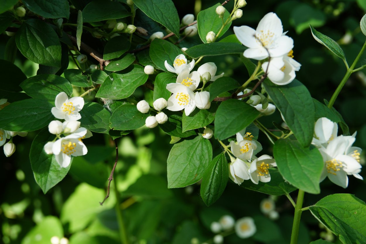 Жасмин ветка с каплями