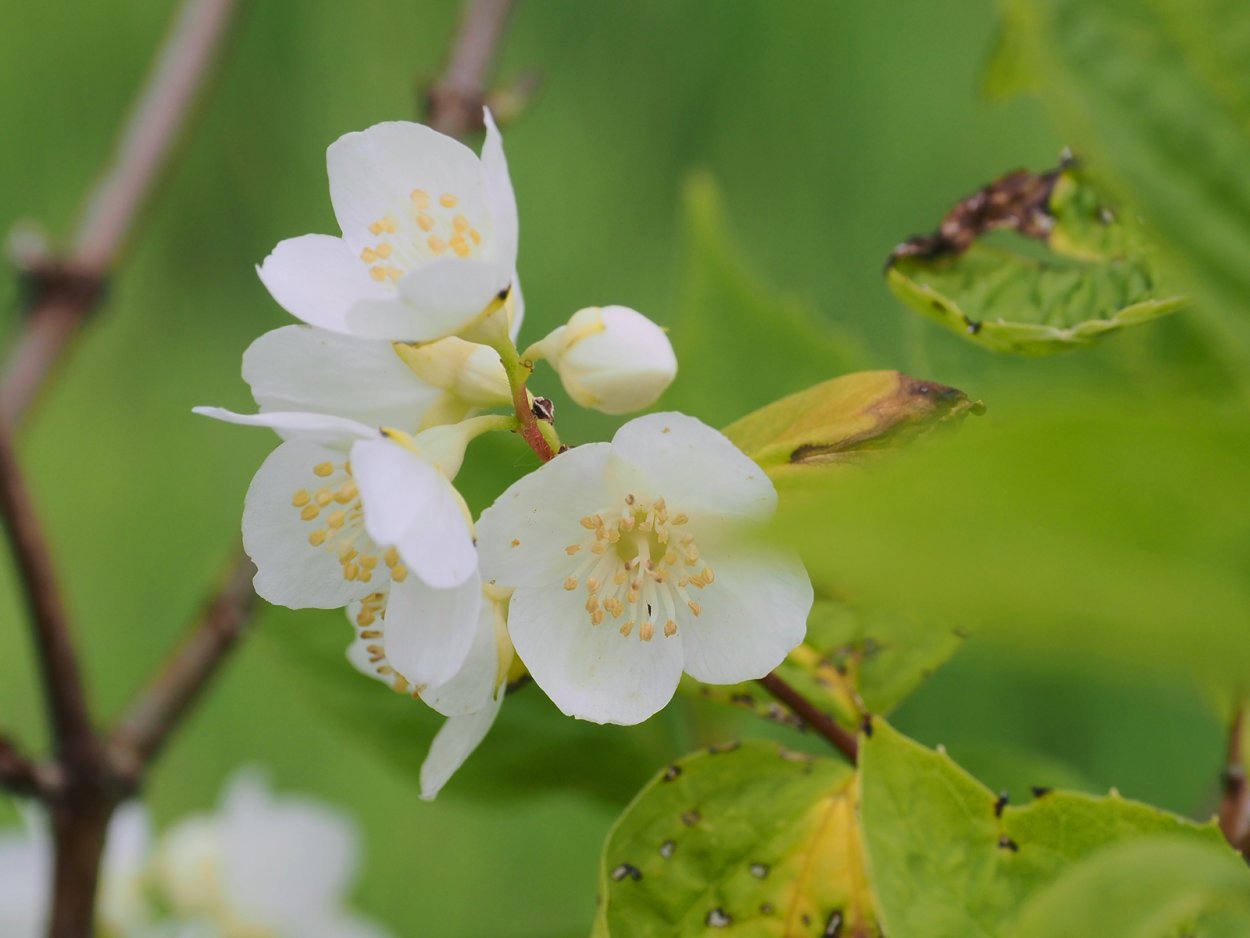 Чубушник венечный