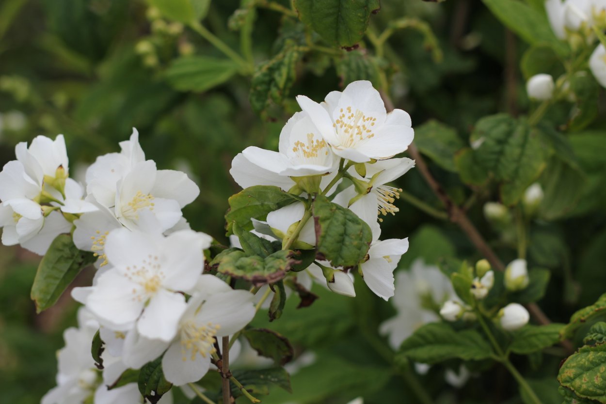 Philadelphus coronarius