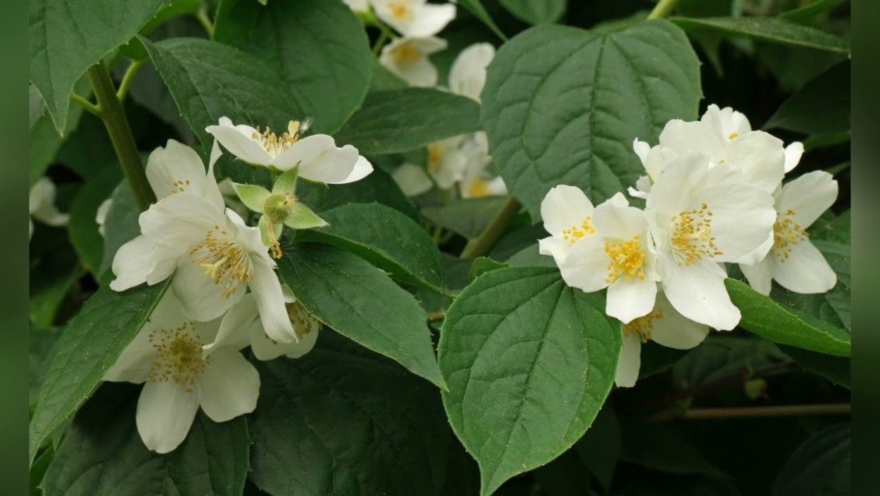 Чубушник Пекинский