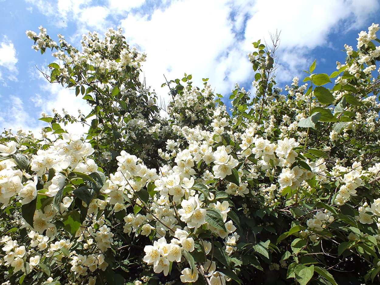 Чубушник венечный "Philadelphus"