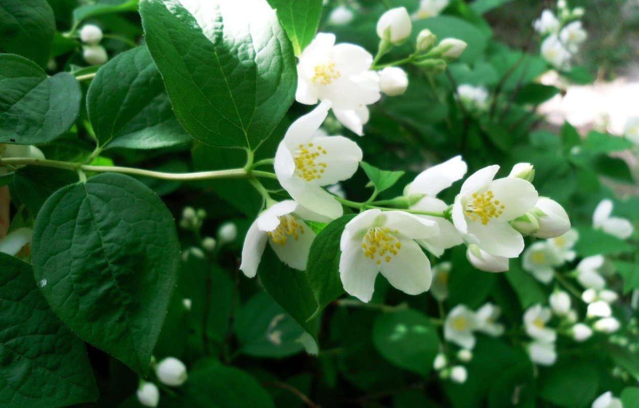 Жасмин в Японии