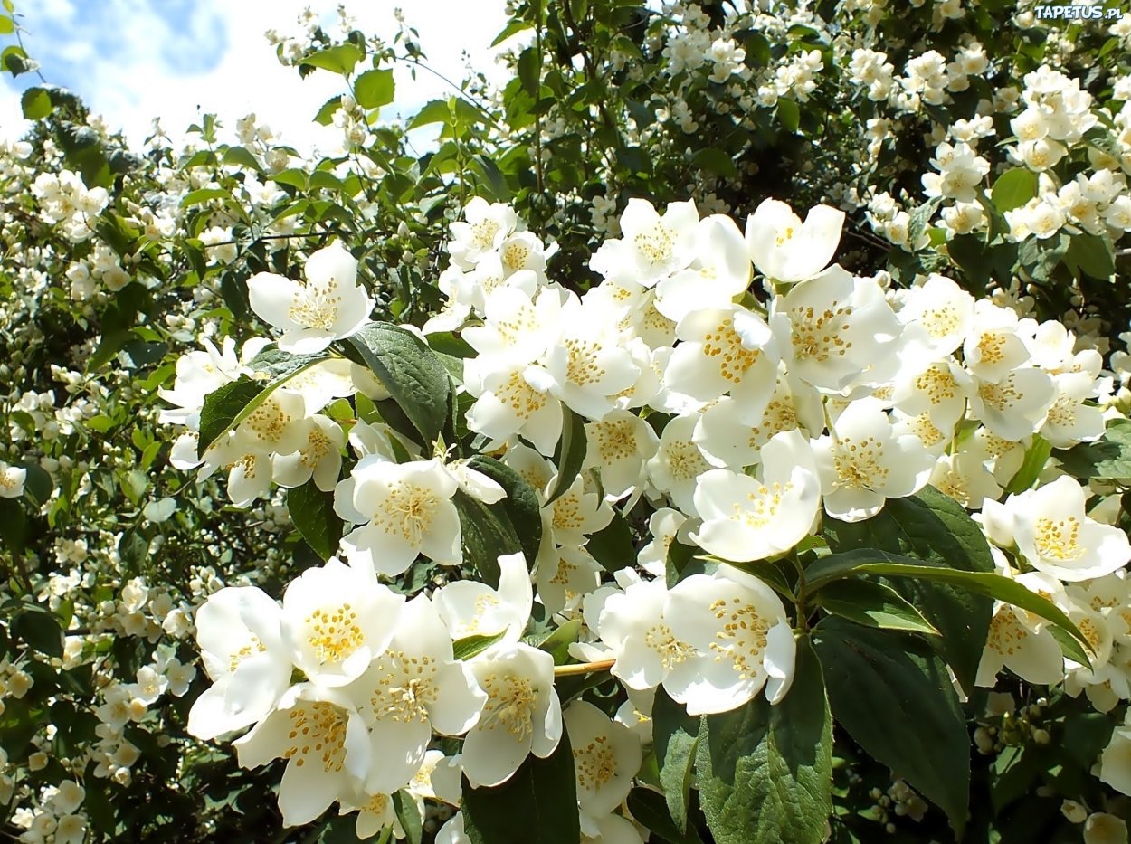 Чубушник жирандоль