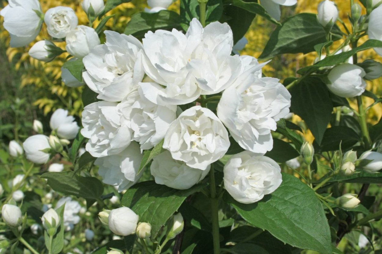 Чубушник SILBERREGEN