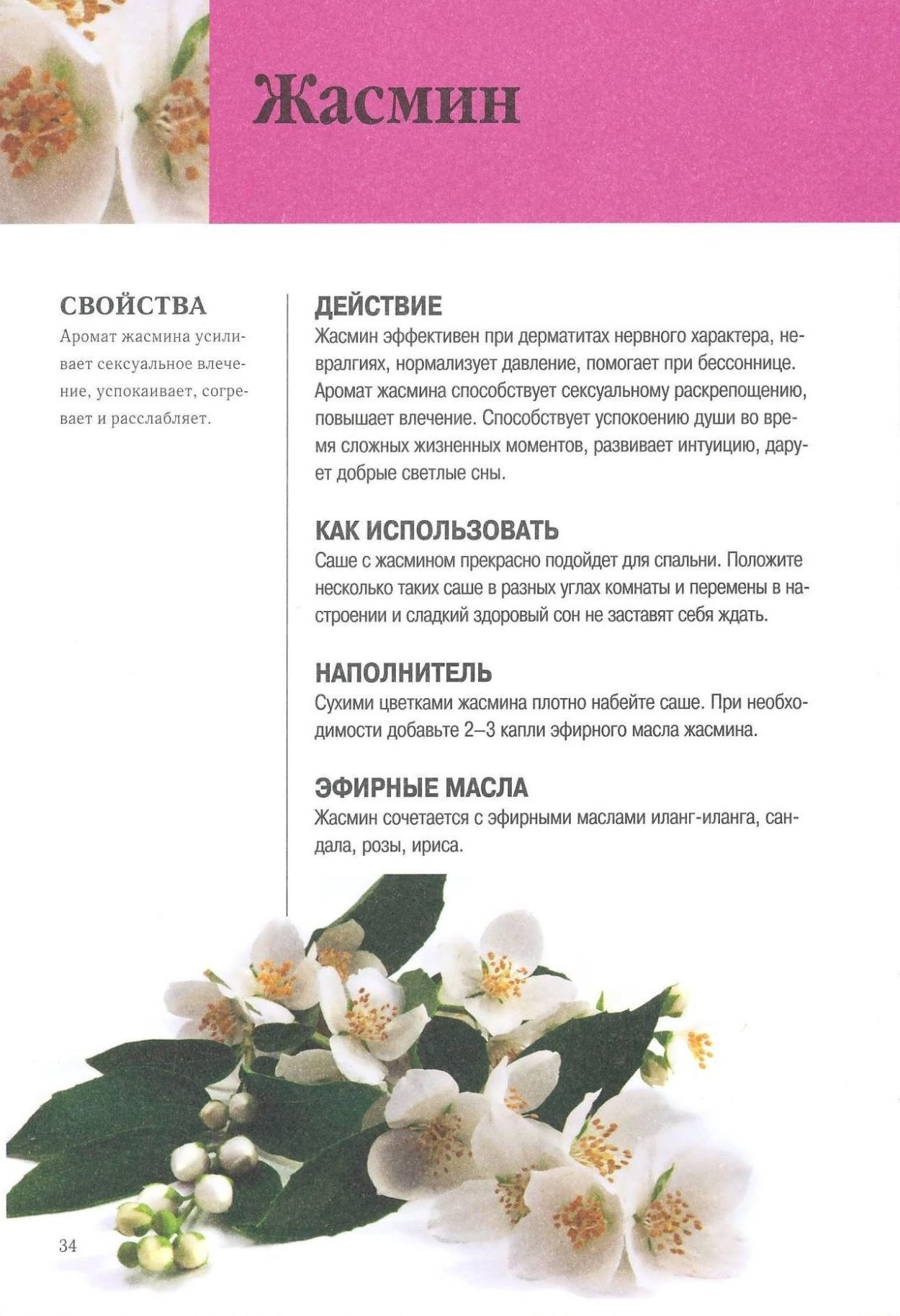 Чубушник Жасмин дерево