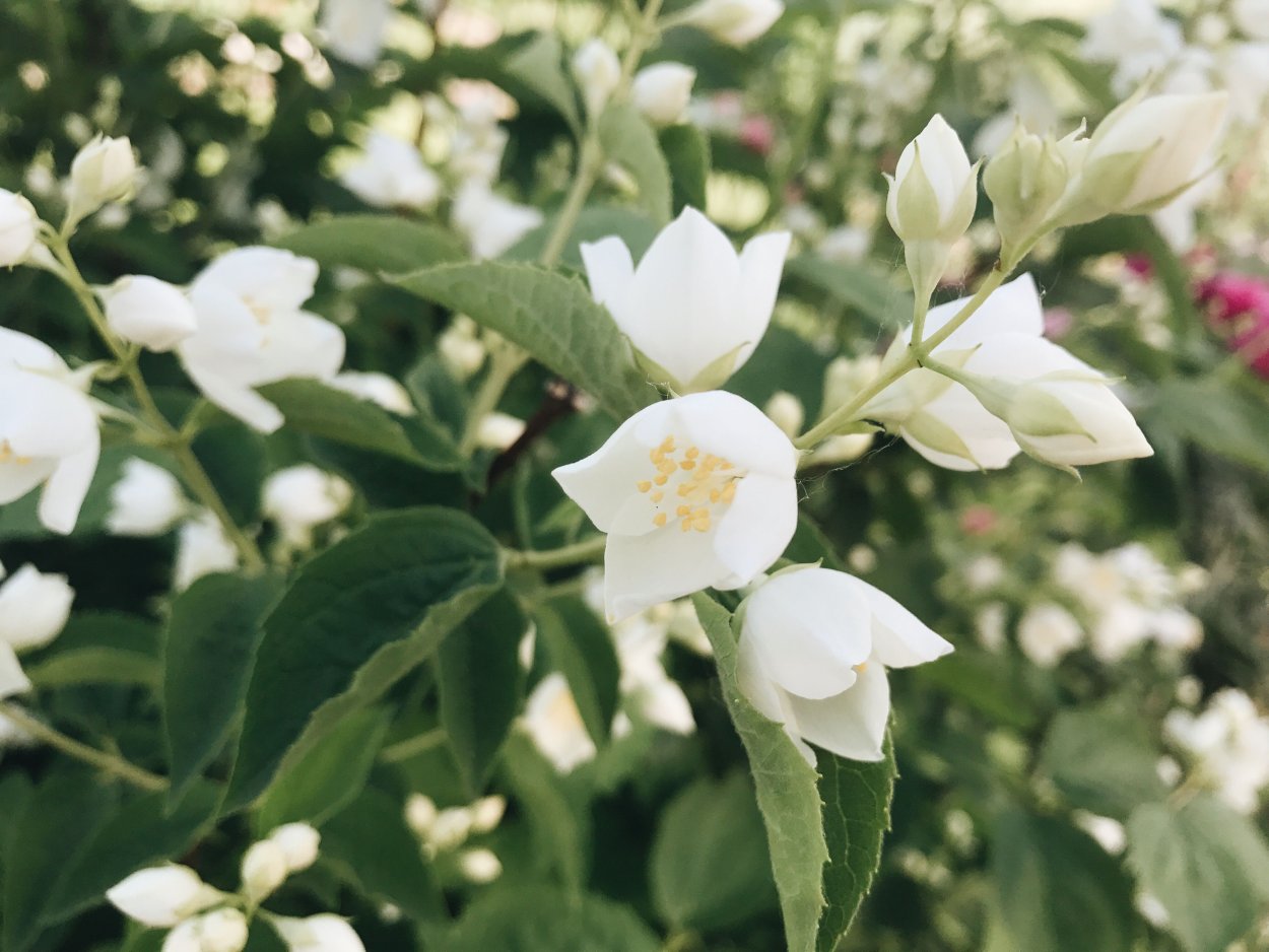 Чубушник венечный